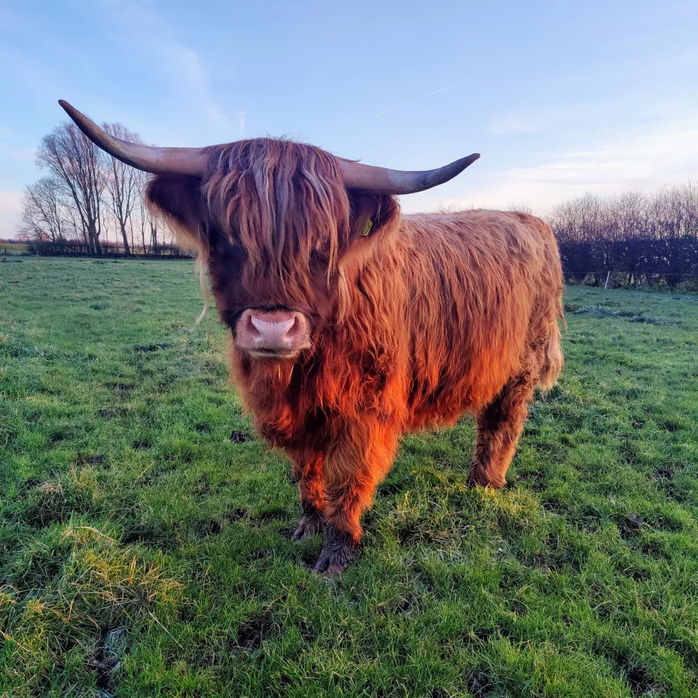Sponsorship Highland Cow Experiences Highland cow sponsorship Dumble Farm, Arram