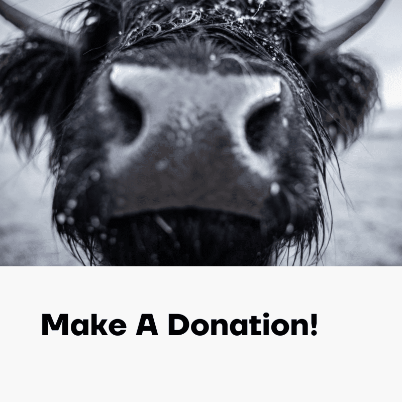Make A Donation! Highland Cow Experiences Highland cow sponsorship Dumble Farm, Arram
