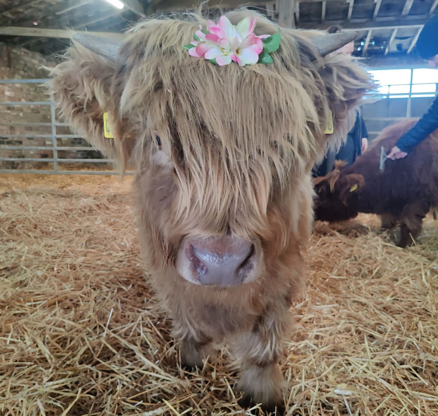 Tours & Experiences Highland Cow Experiences Highland cow sponsorship Dumble Farm, Arram